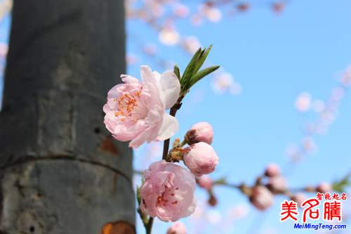 展現(xiàn)四季風情的日本女孩名字:春季篇