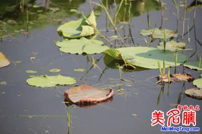 展現(xiàn)四季風情的日本女孩名字:夏季篇